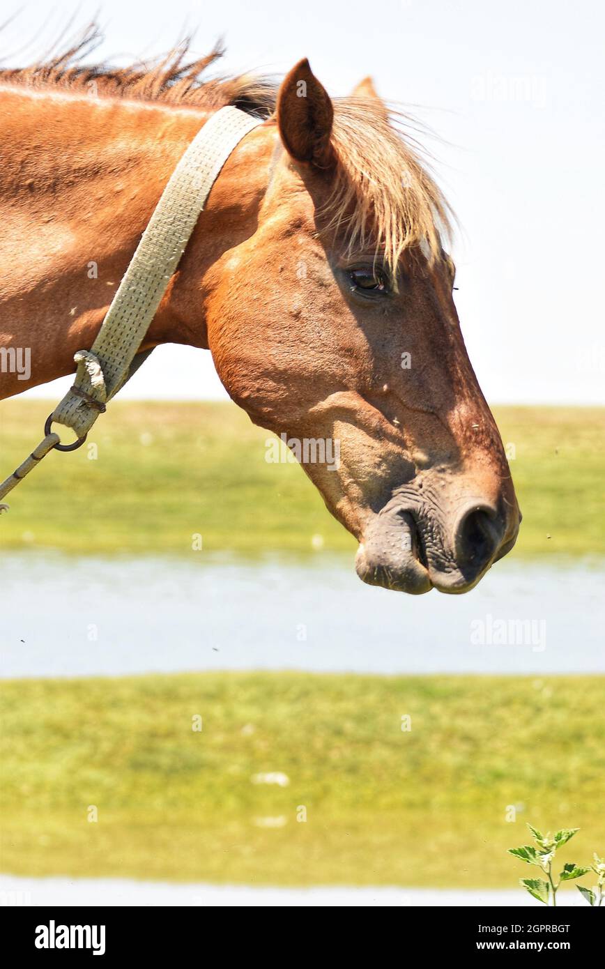 Horse head pump hires stock photography and images Alamy