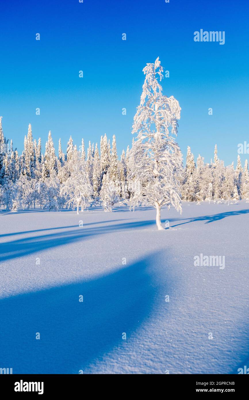 Snow laden trees and blue skies in the forests of  Finnish Lapland Stock Photo