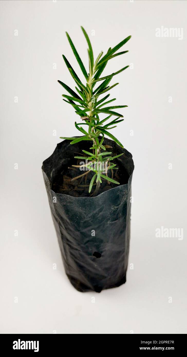 Rosemary Seedlings From The Garden Stock Photo Alamy