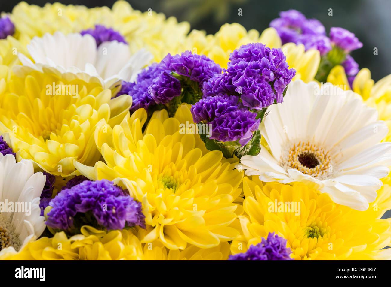 Bouquet of yellow chrysanthemums, white gerberas and purple flowers Stock Photo