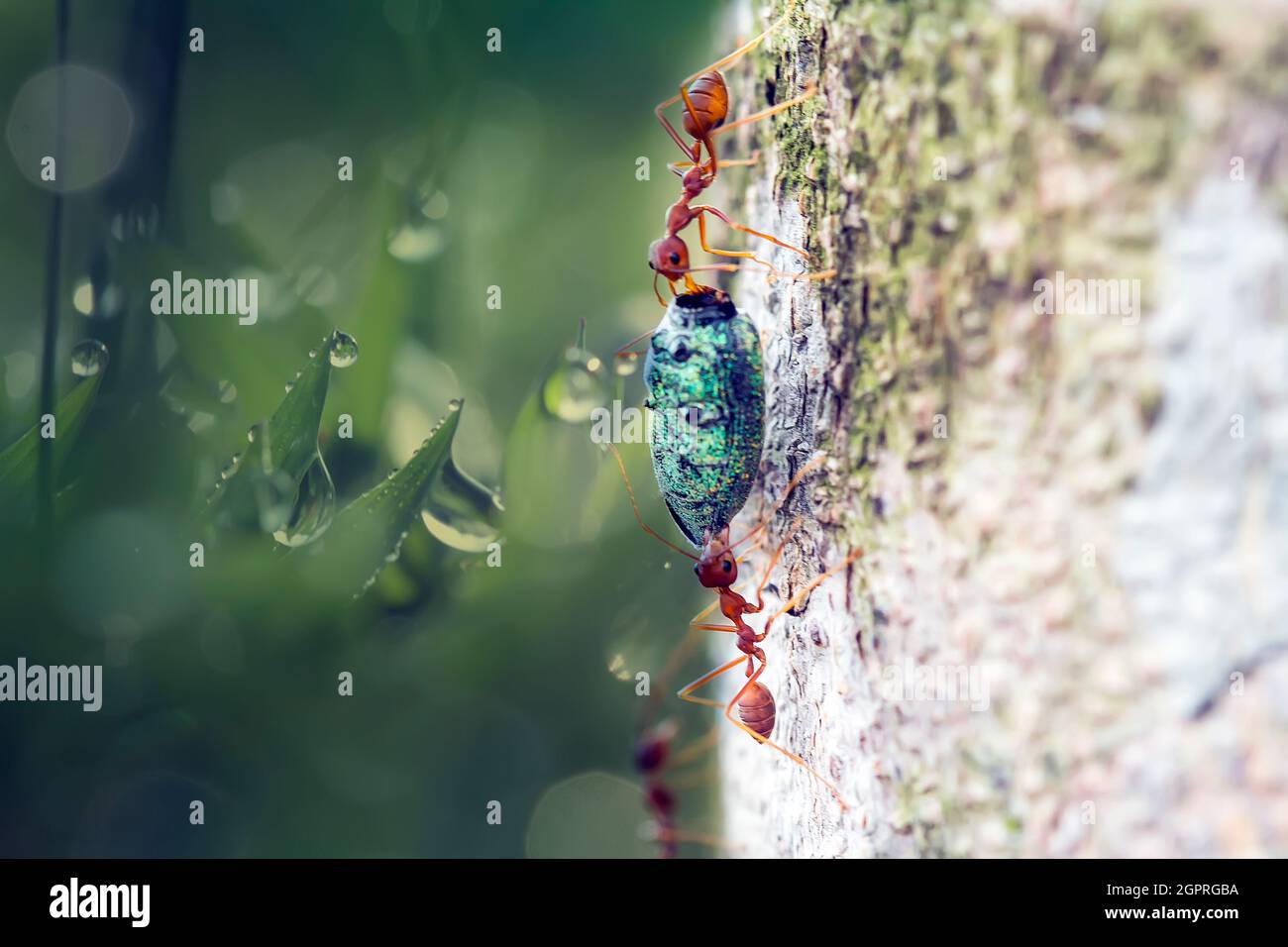 Red Ant Eating Insect On Trees Stock Photo Alamy