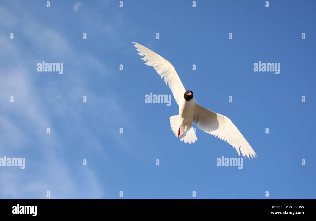 black-headed gull typical of the mediterranean sea flies high in the blue sky Stock Photo
