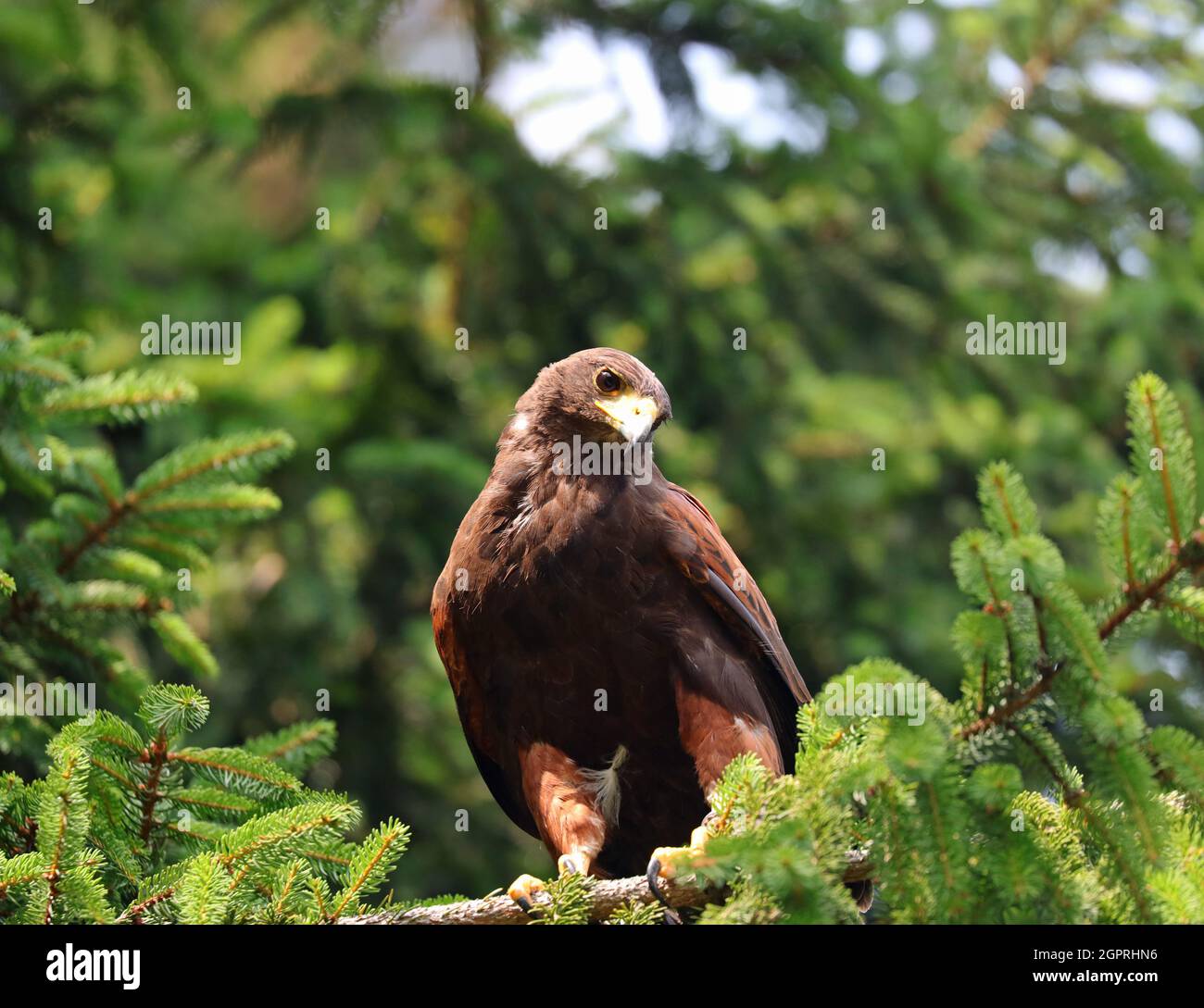 large Harris Buzzard perched on the branch of a conifer waiting for its prey Stock Photo