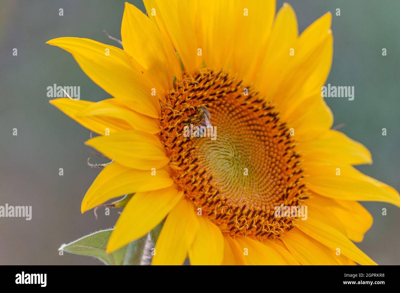 Detail of a sunflower in Tuscany, Italy Stock Photo - Alamy