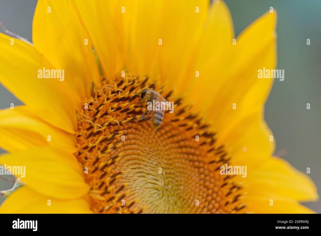 Detail of a sunflower in Tuscany, Italy Stock Photo - Alamy