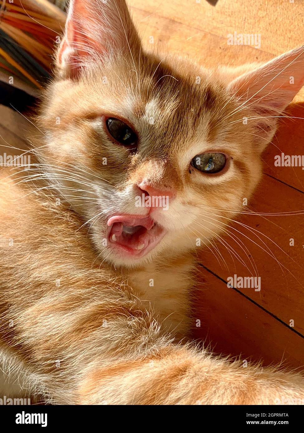 Kitten Licking His Lips , Captured Moment In Time Stock Photo Alamy