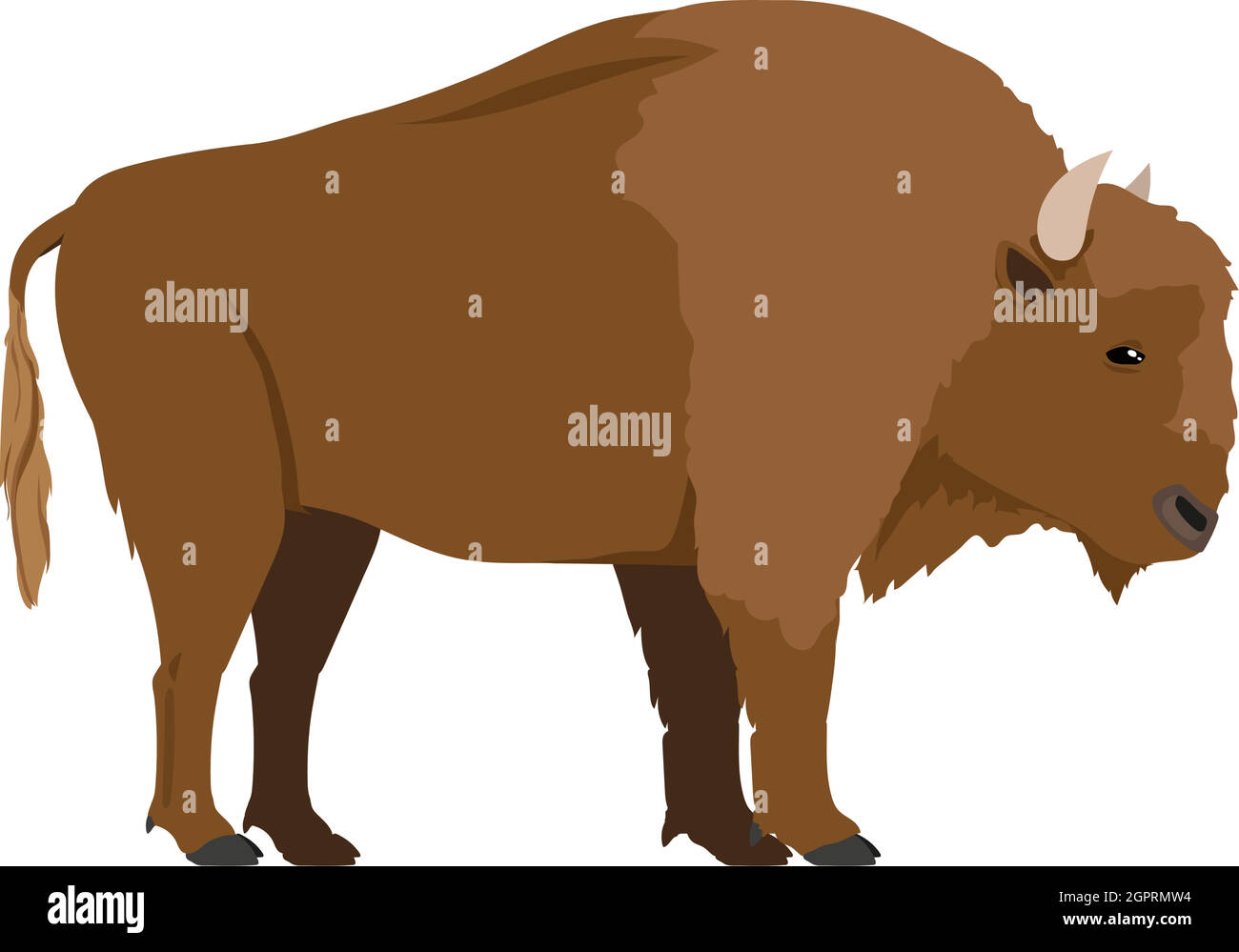 Bison bonasus - European bison - Male - Side view - Flat vector Stock Vector