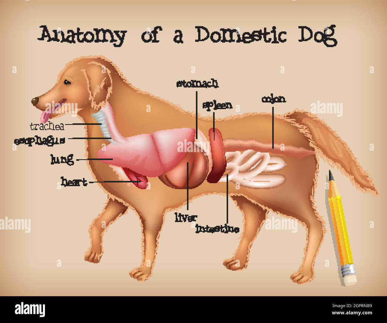 Anatomy of a domestic dog Stock Vector