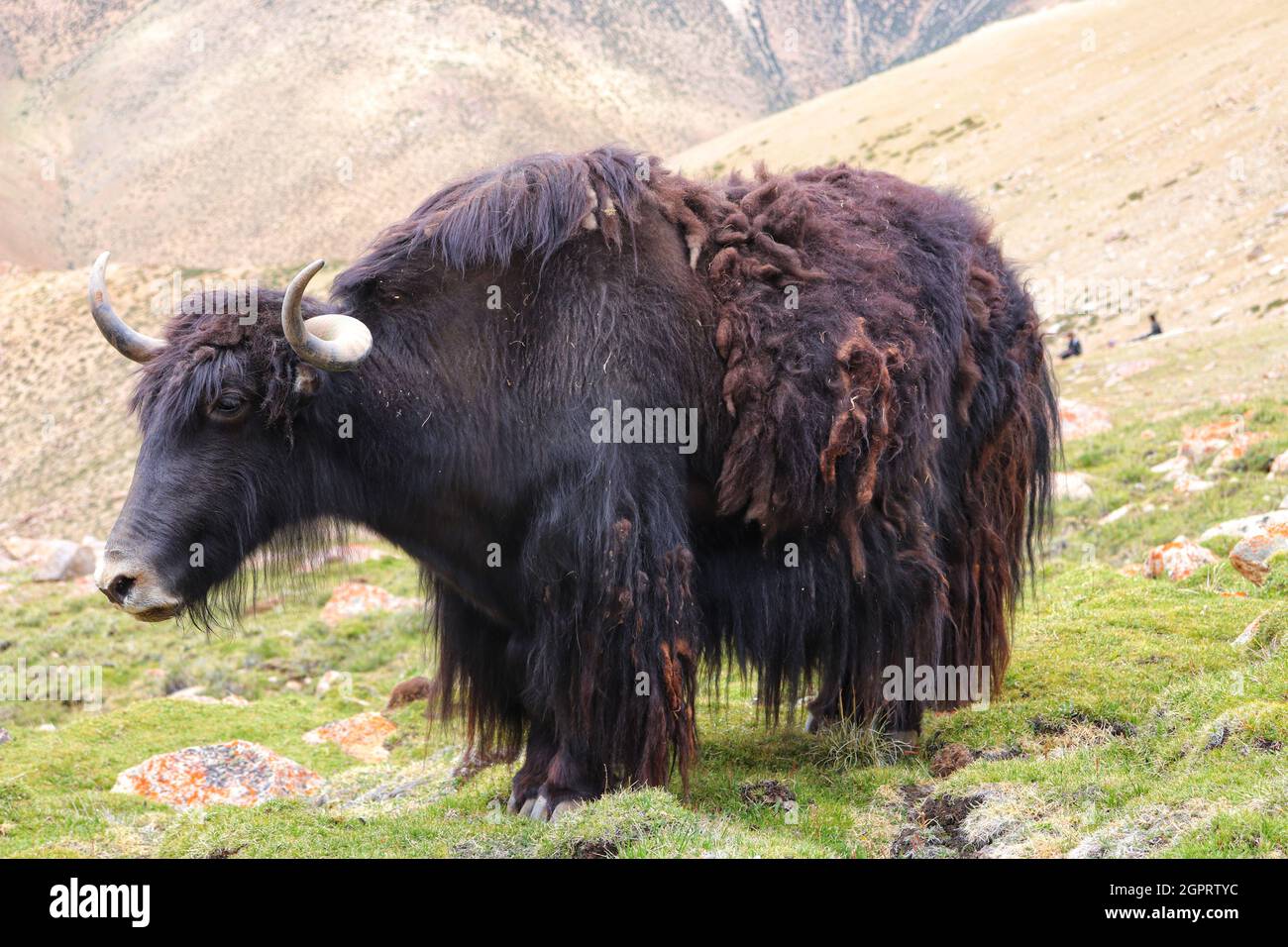 Musk ox farm hires stock photography and images Alamy
