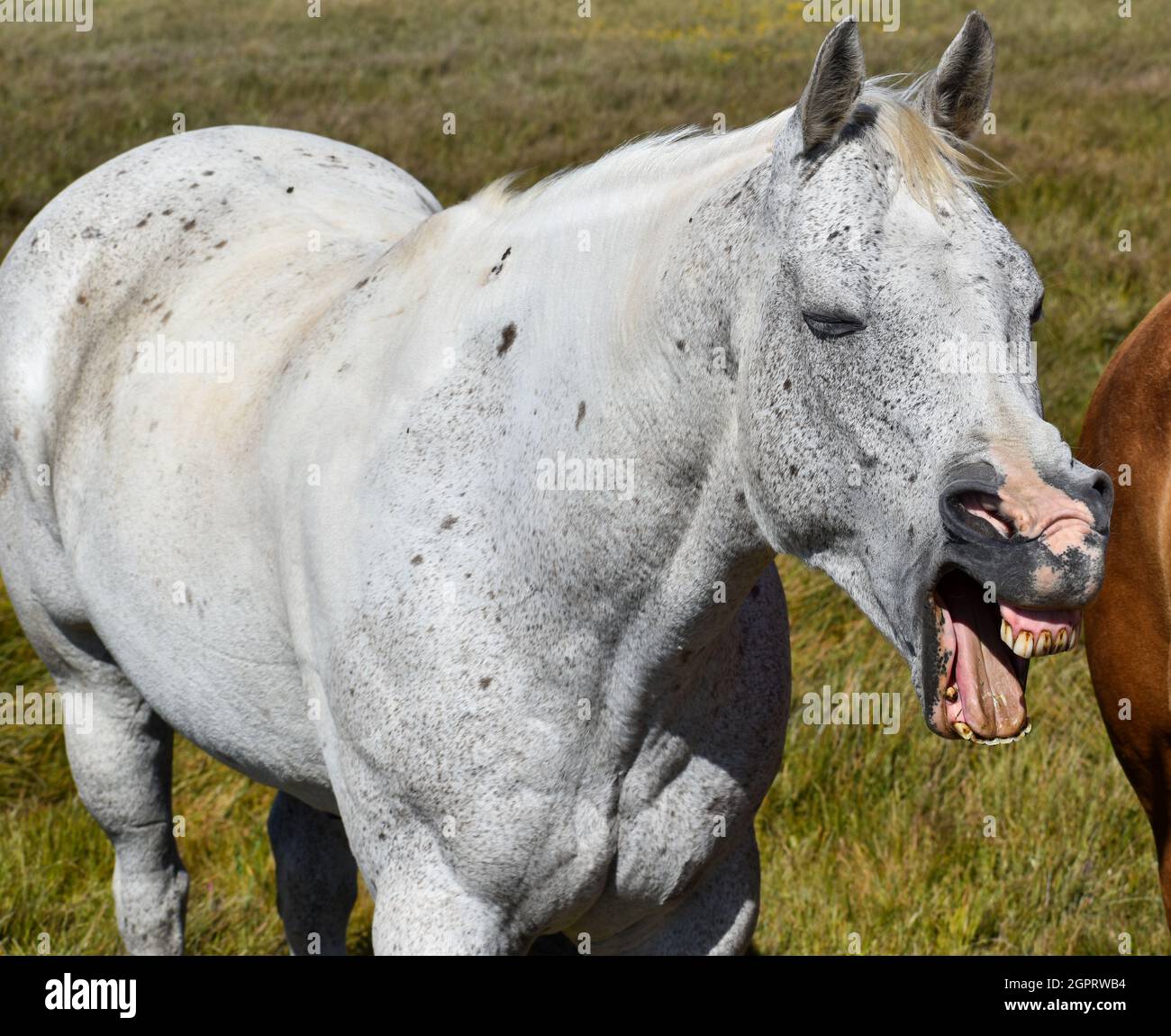Beautiful Tall White Dappled Horse Yawning Very Funny Animal And Gums