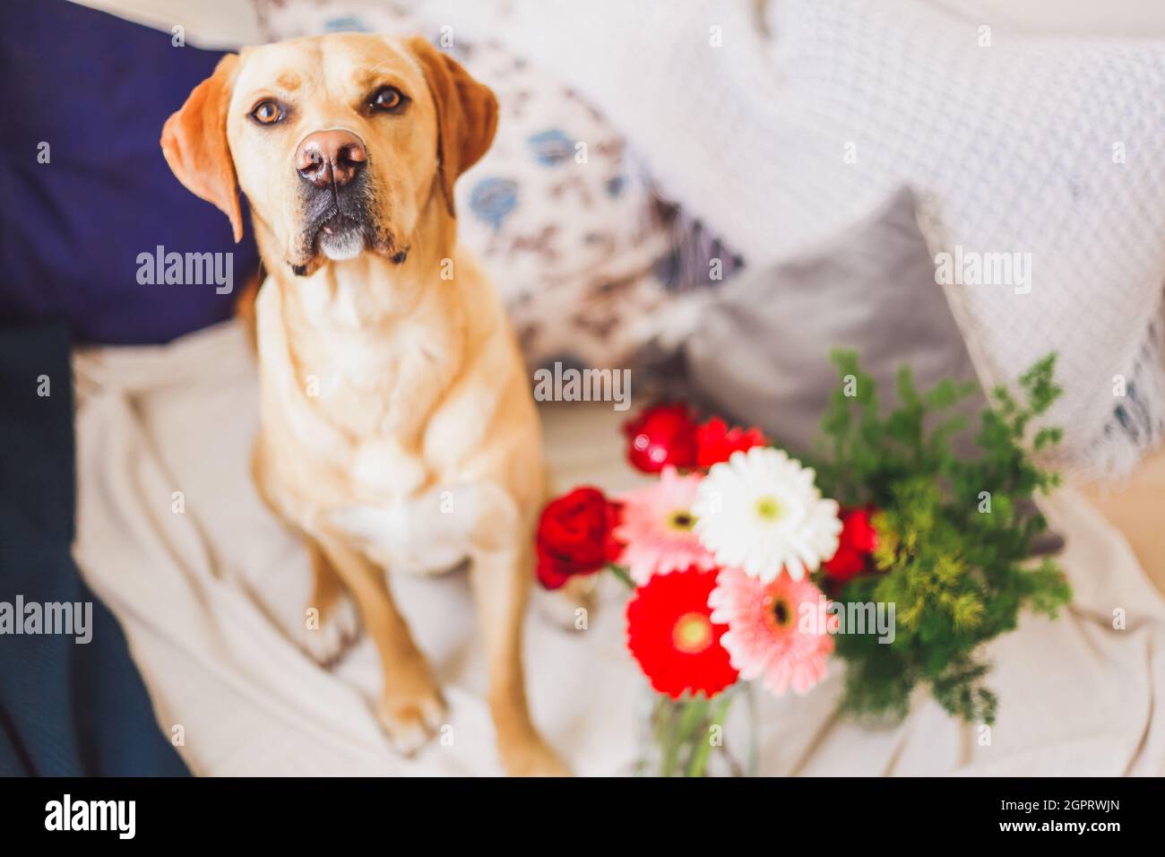 Labrador Dog With Flowers And Decorations Looking Up. Cute Pets Concept. Stock Photo