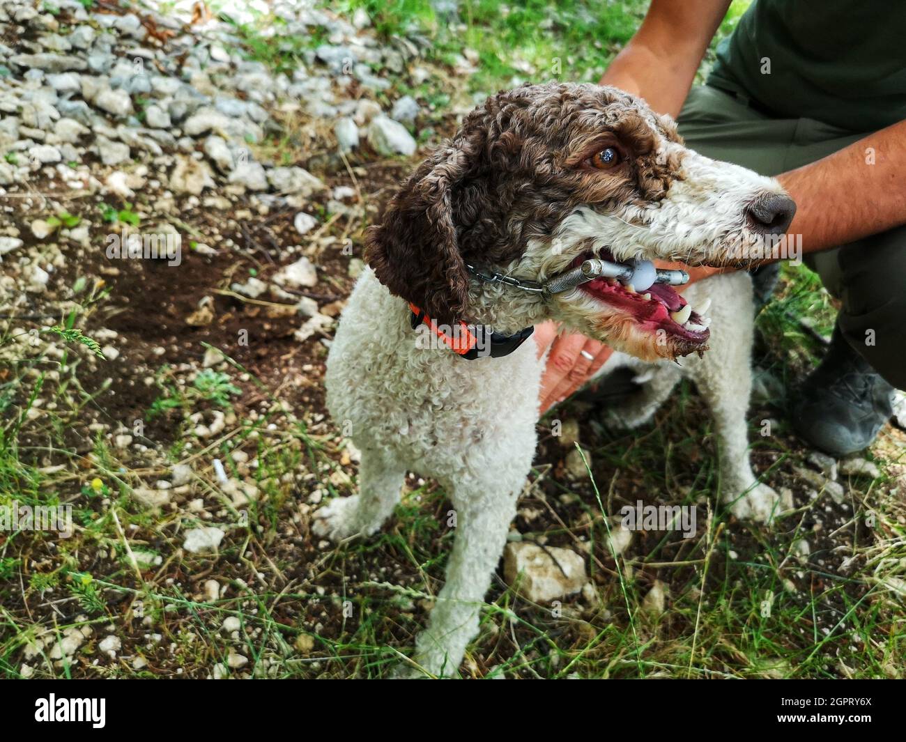 Portrait Of Lagotto Romagnolo Truffle Dog Stock Photo Alamy