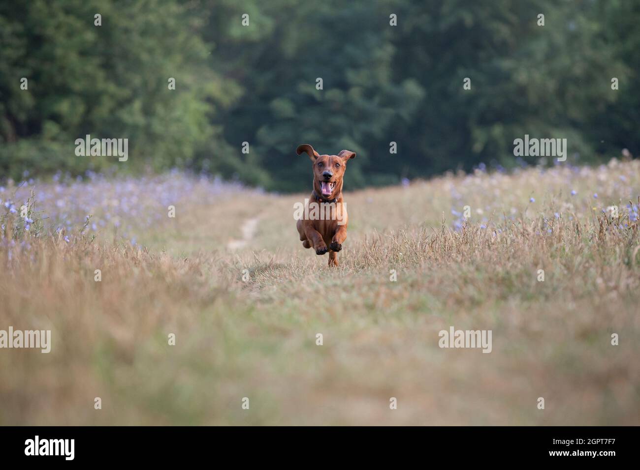 Portrait Of Dog On Field Stock Photo