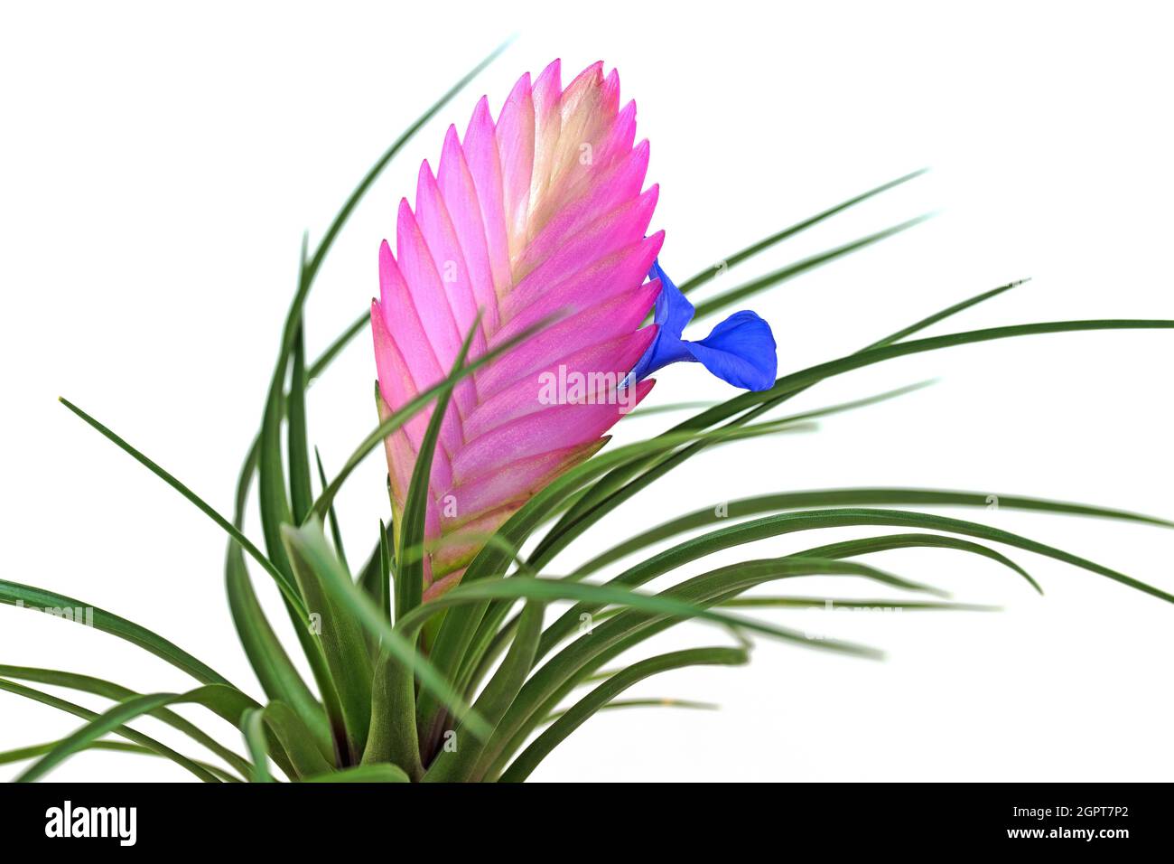 Blooming tillandsia in front of white background Stock Photo