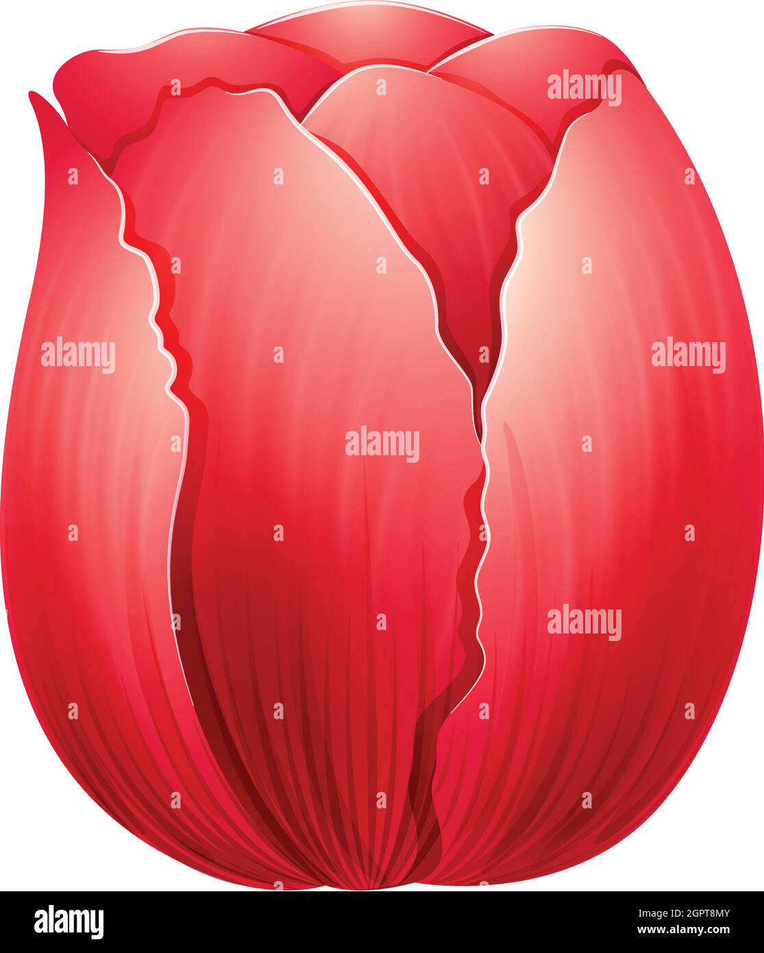 A red tulip Stock Vector