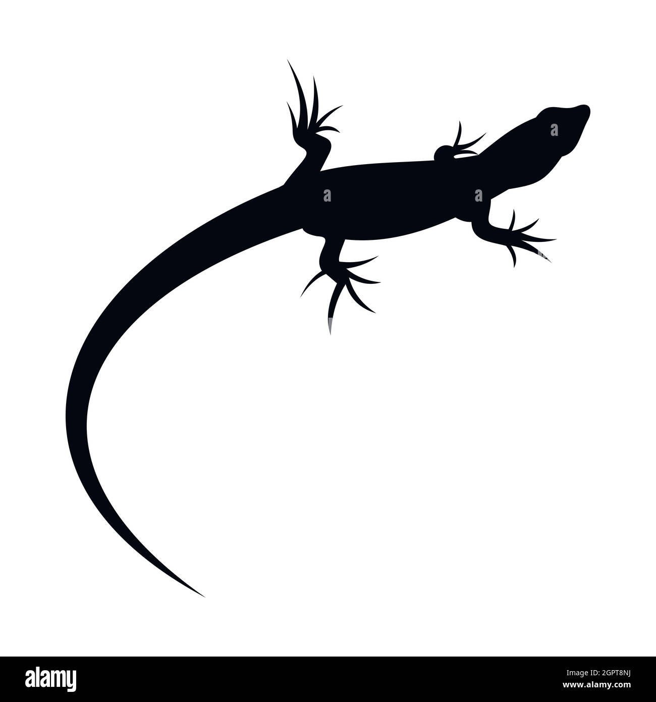 Species of lizard Cut Out Stock Images & Pictures - Alamy