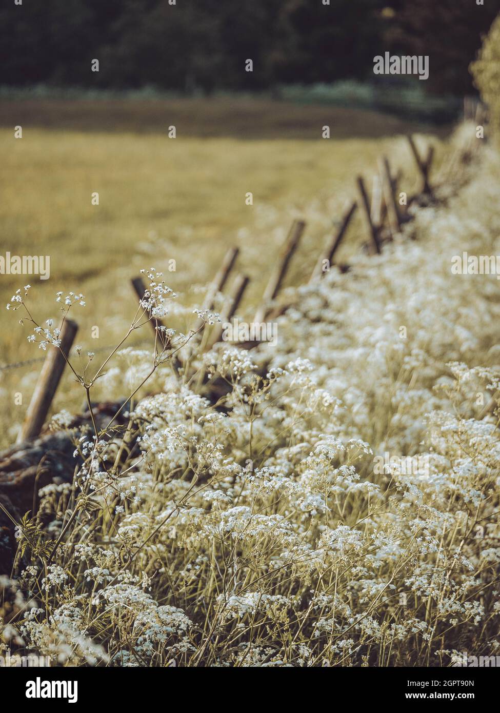Rural grass verge hi-res stock photography and images - Alamy