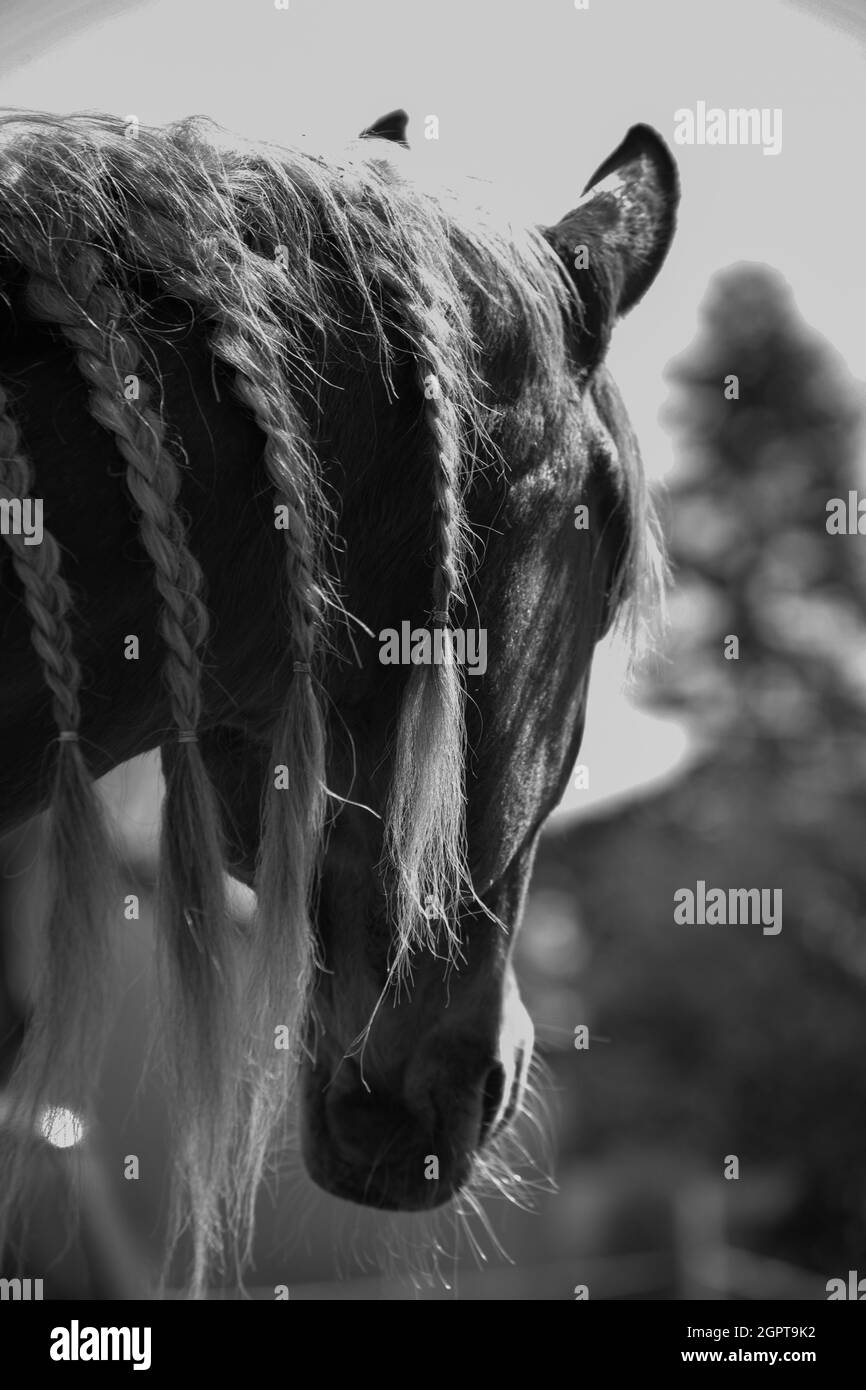 Hair of horse hires stock photography and images Alamy