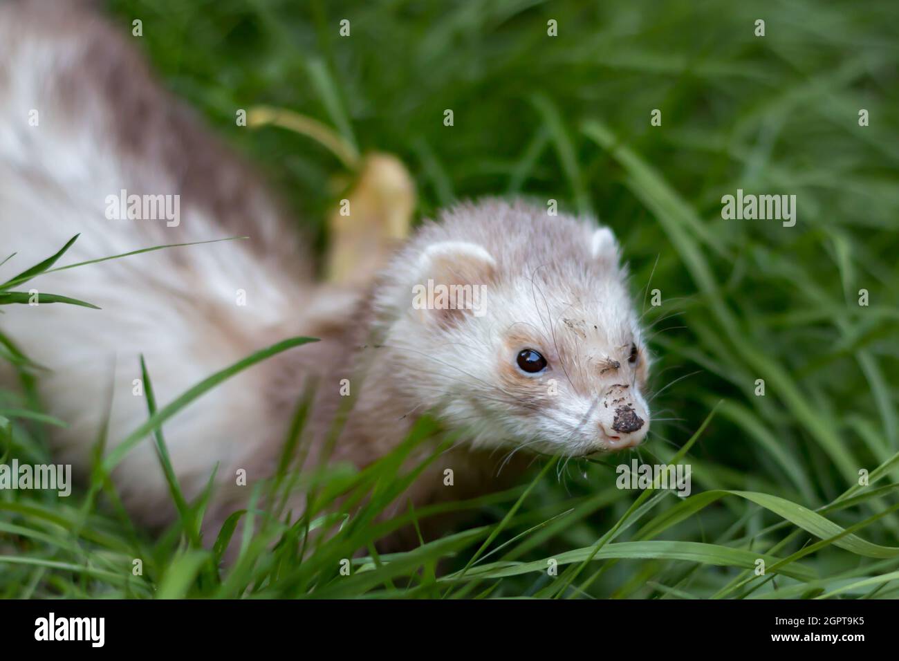 Close-up Of A Ferret In Grass Stock Photo