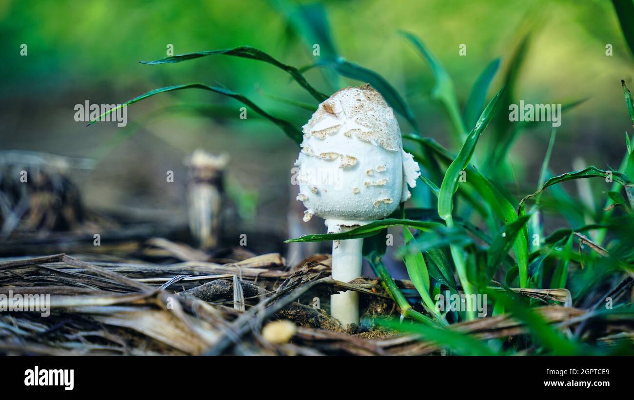 Edible fungus growing in moss. White bog ghost bolete. Poorly absorbed food. Stock Photo