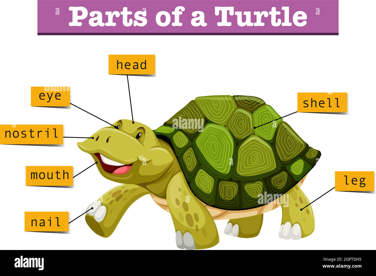 Different parts of turtle Stock Vector