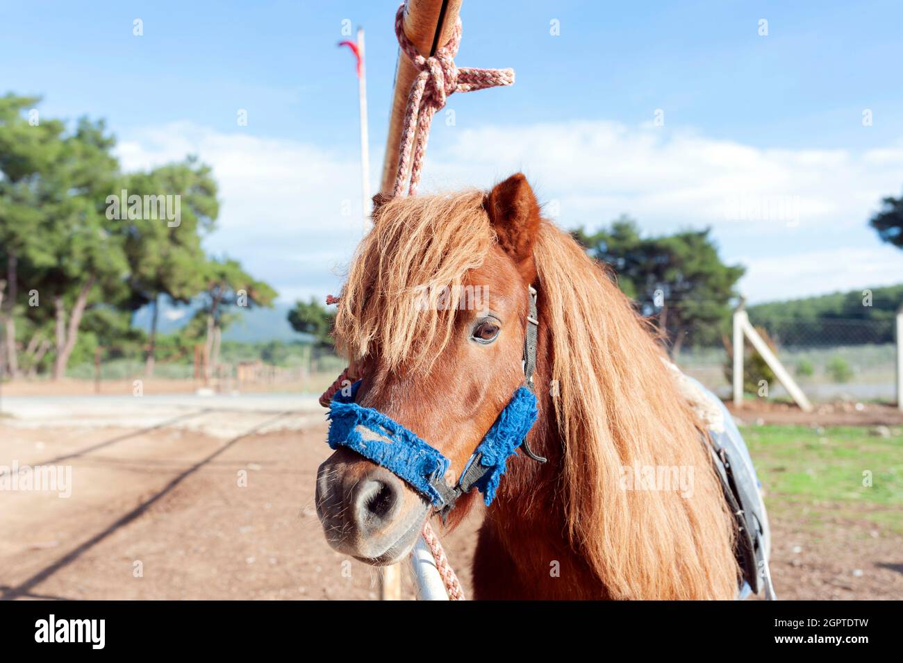Sweet pony horse Stock Photo