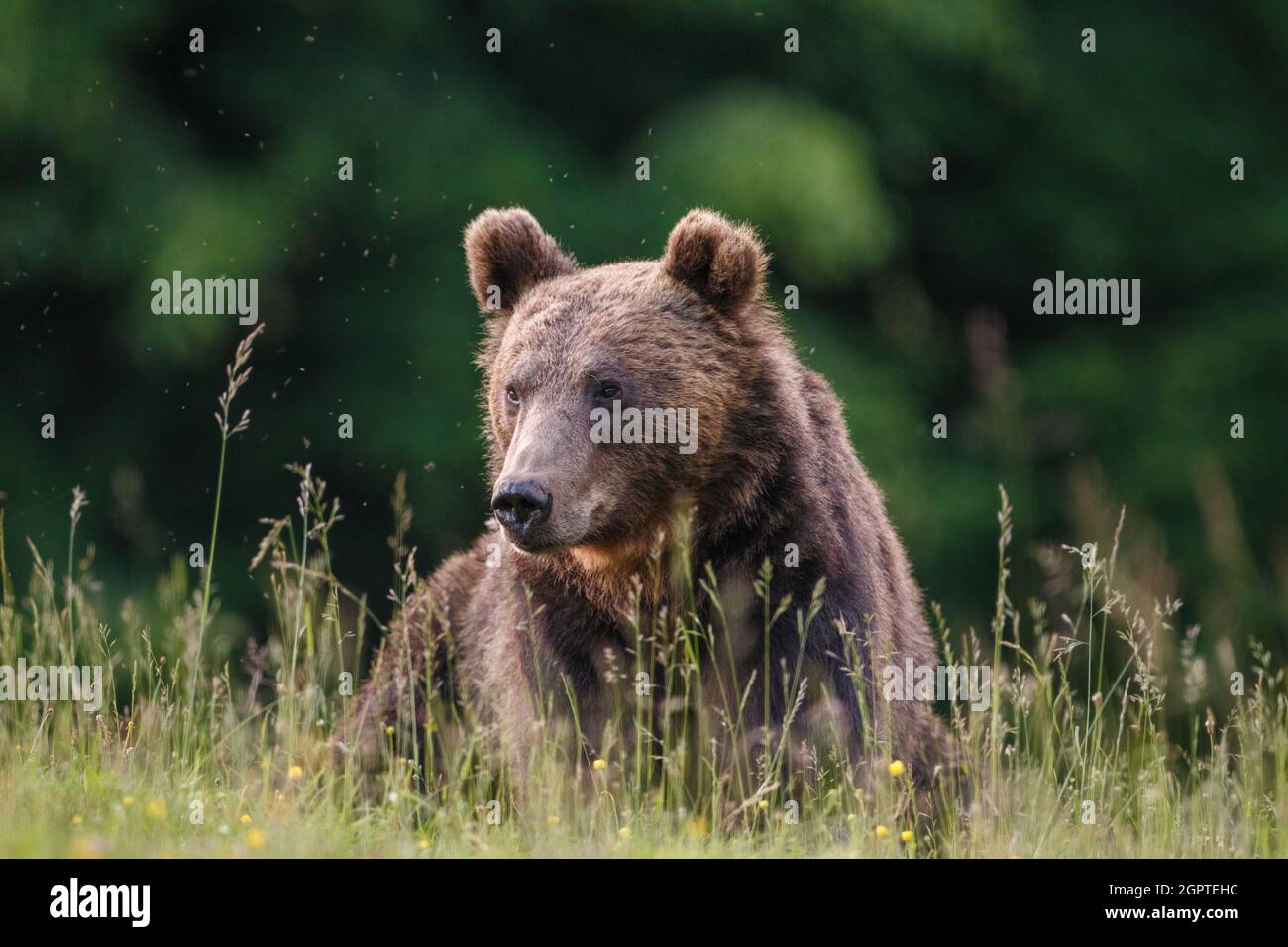 Carpathian brown bear portrait, in natural environment in the woods of Romania, with green forest background. Stock Photo