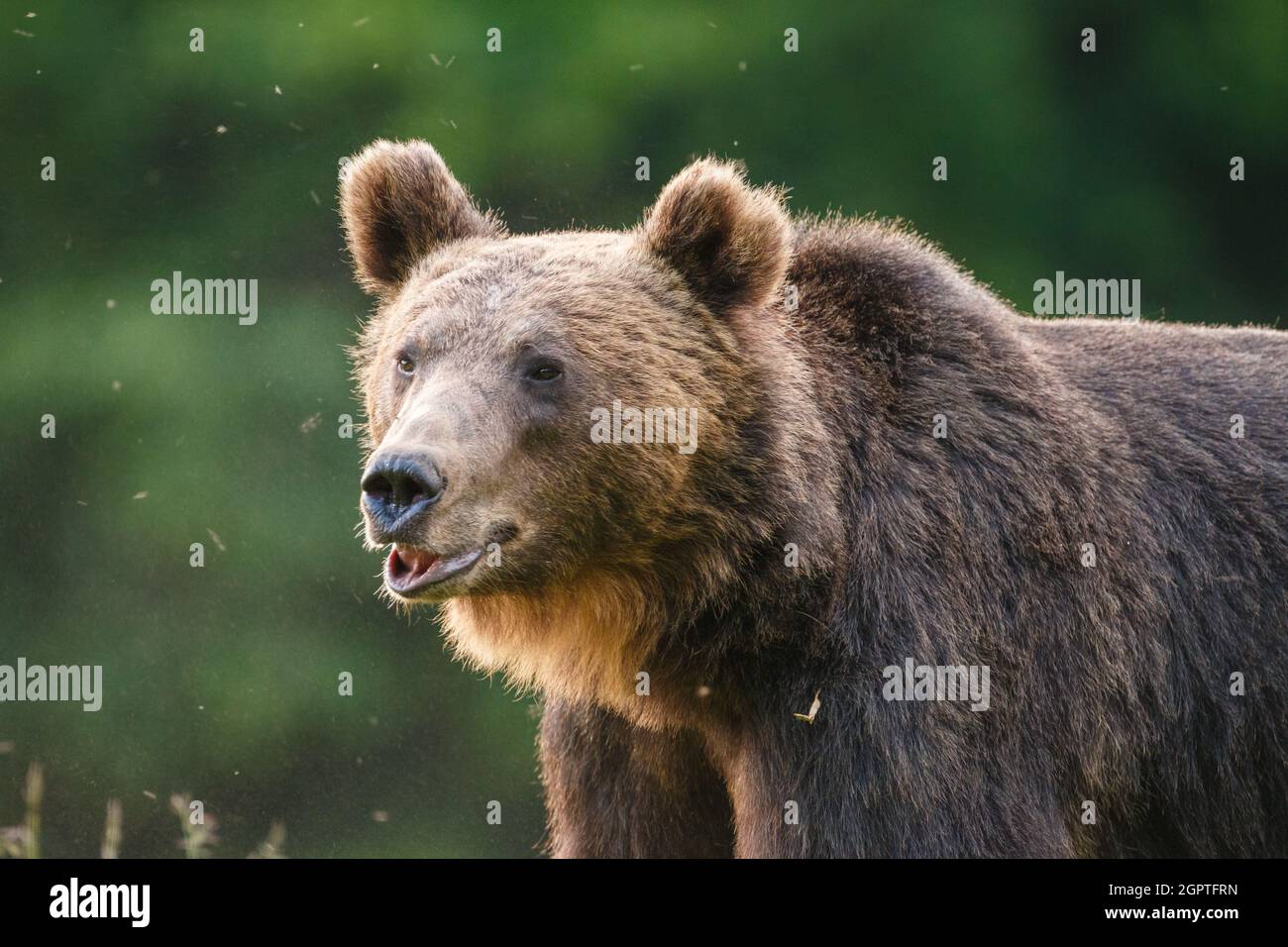 Carpathian brown bear portrait, in natural environment in the woods of Romania, with green forest background. Stock Photo