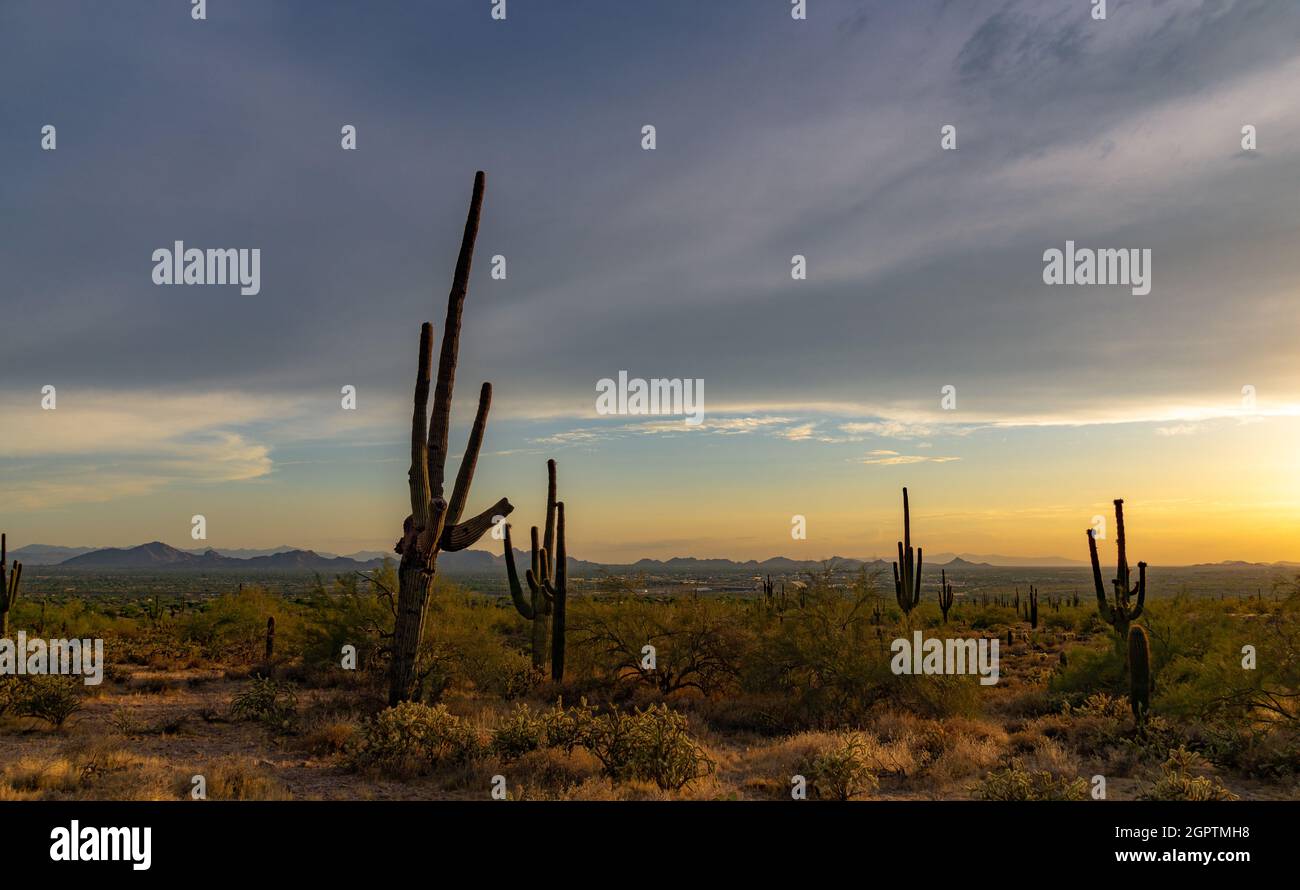 Cactus Growing On Field Against Sky During Sunset Stock Photo