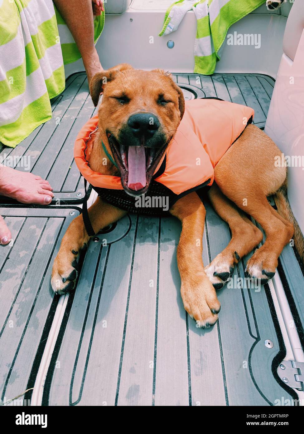 Puppy on a boat hires stock photography and images Alamy