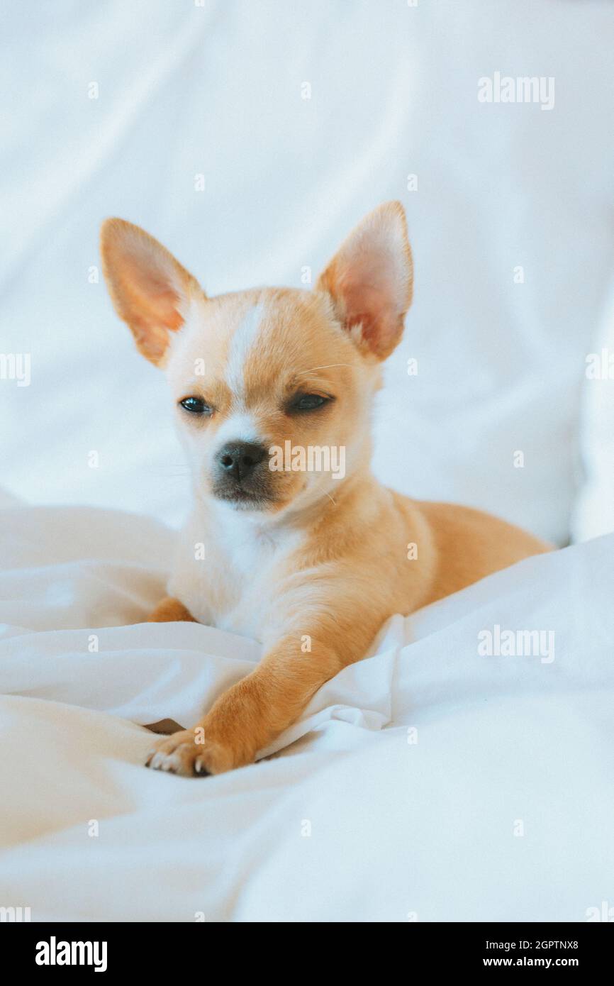 Chihuahua lying down hi-res stock photography and images - Page 12 - Alamy