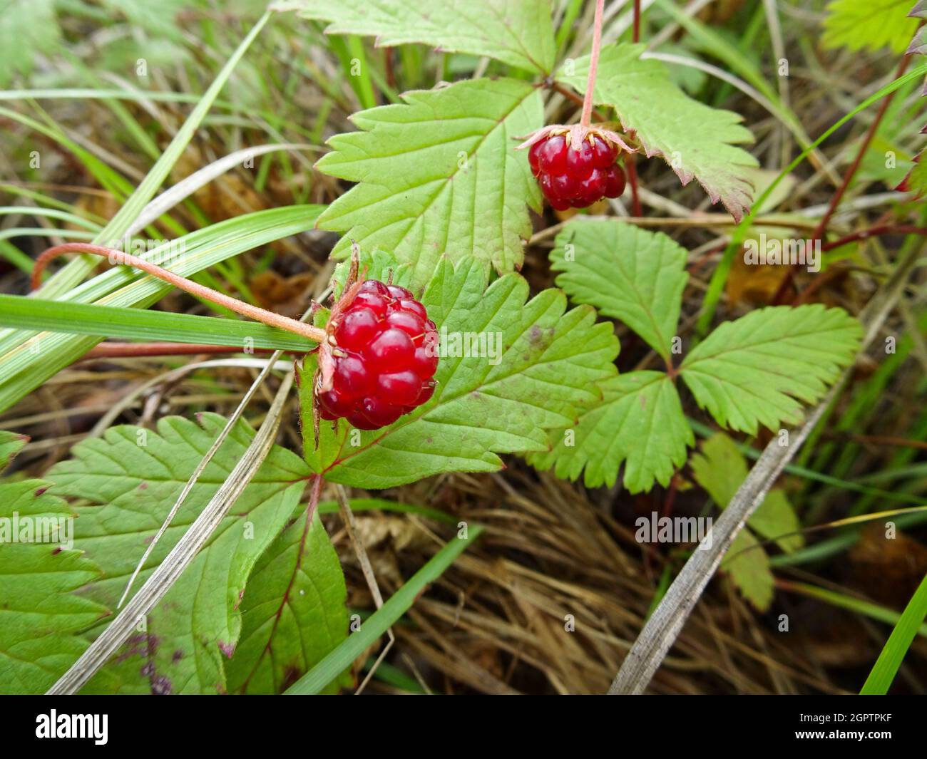 Ripe berries Arctic bramble (Rubus arcticus) or Arctic raspberry - a species of slow-growing bramble. Stock Photo