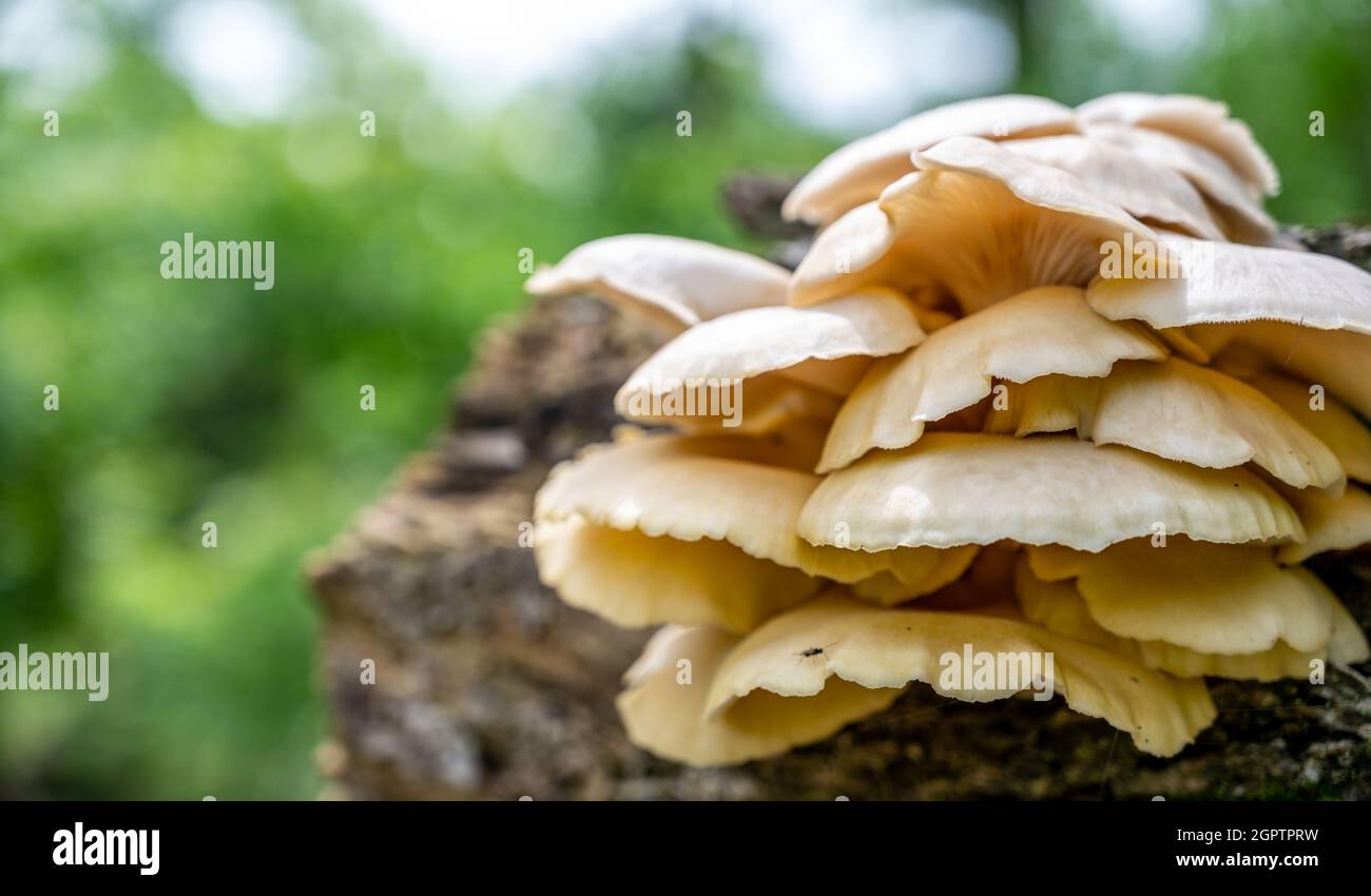 Carnivorous mushroom hires stock photography and images Alamy