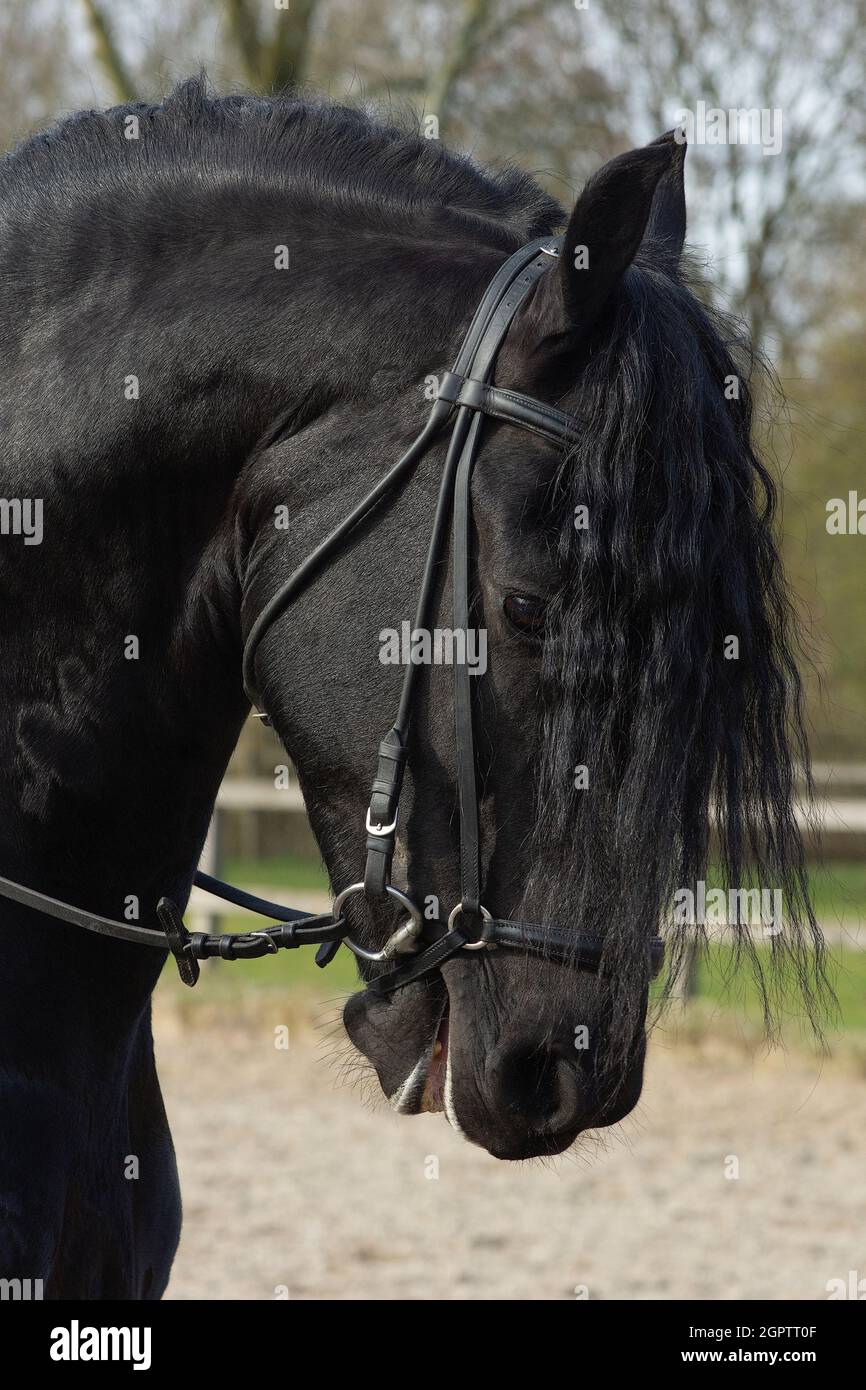 Friesian draft horse hi-res stock photography and images - Alamy