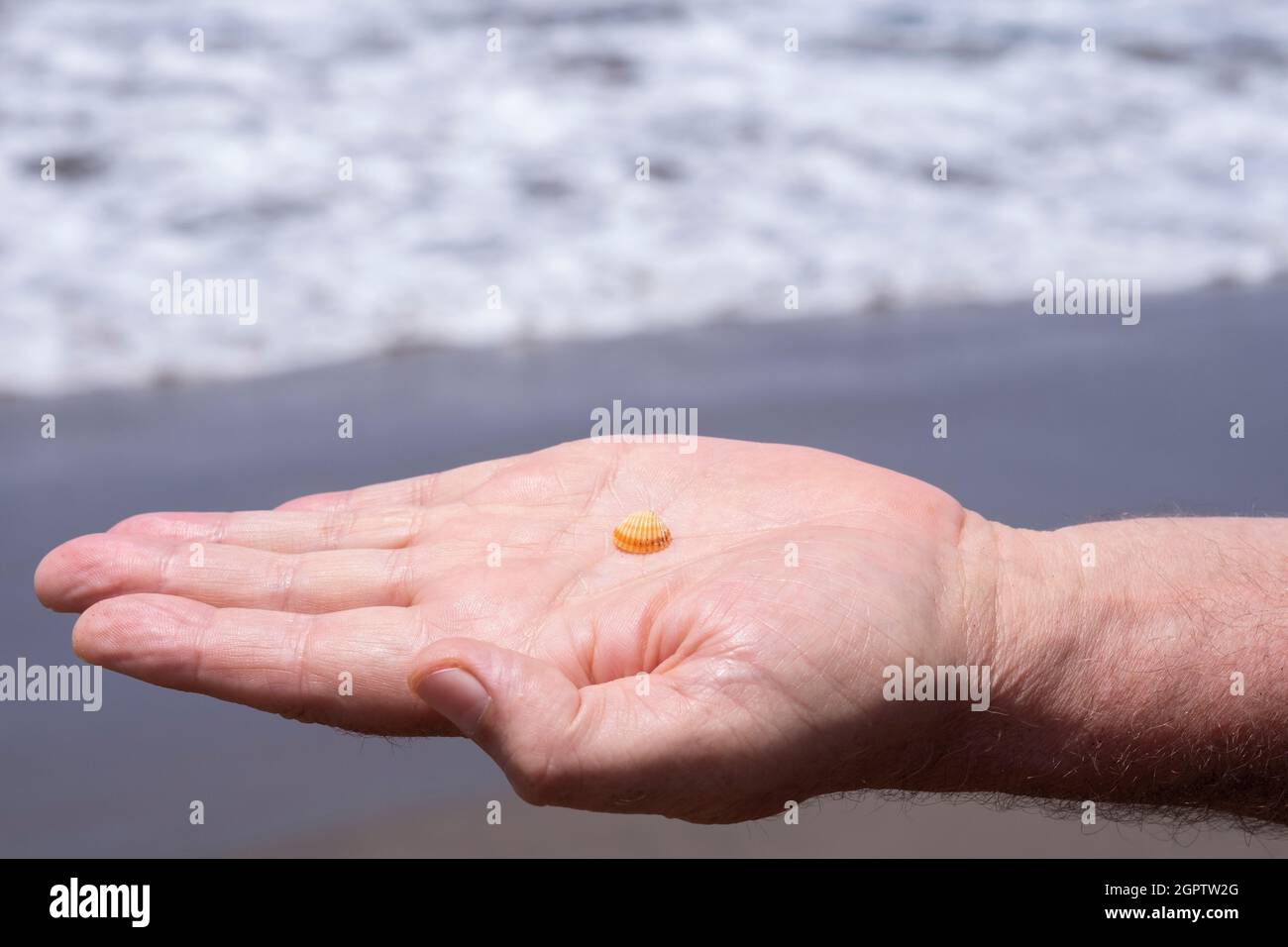 Midsection Of Man Hand Holding Seashells At Beach Stock Photo