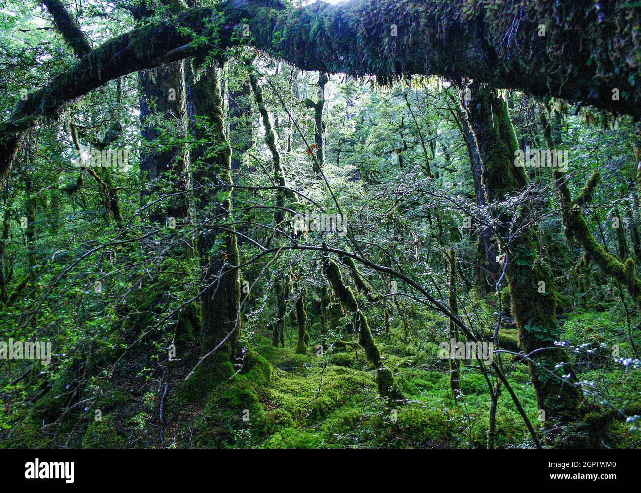 color green forest lush fern ferns overgrown verdant underbrush jungle  pacific northwest spring rainforest Stock Photo - Alamy