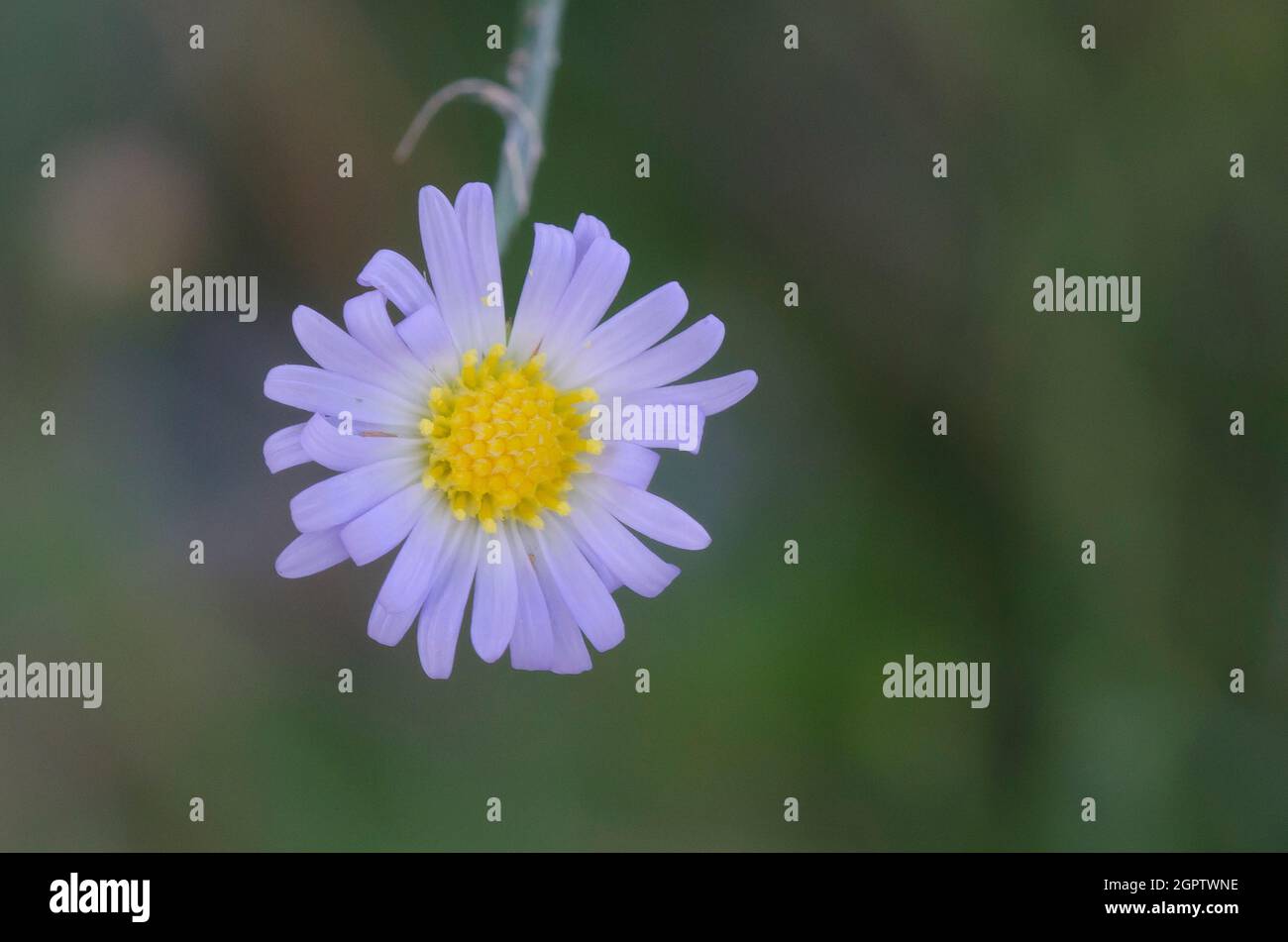 Eastern Annual Saltmarsh Aster, Symphyotrichum subulatum Stock Photo