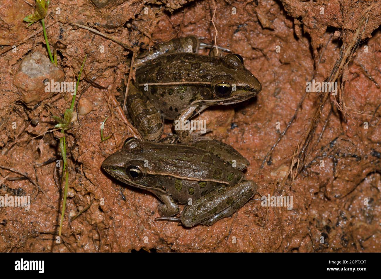 Southern Leopard Frogs, Lithobates sphenocephala Stock Photo