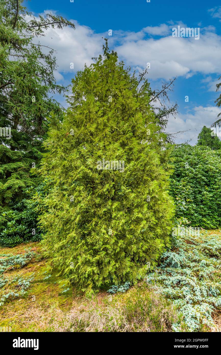 Solitary Western tree of life 'Perk Vlaanderen', Thuja occidentalis, in a Pinetum as part of a collection of conifers from all over the world , Stock Photo