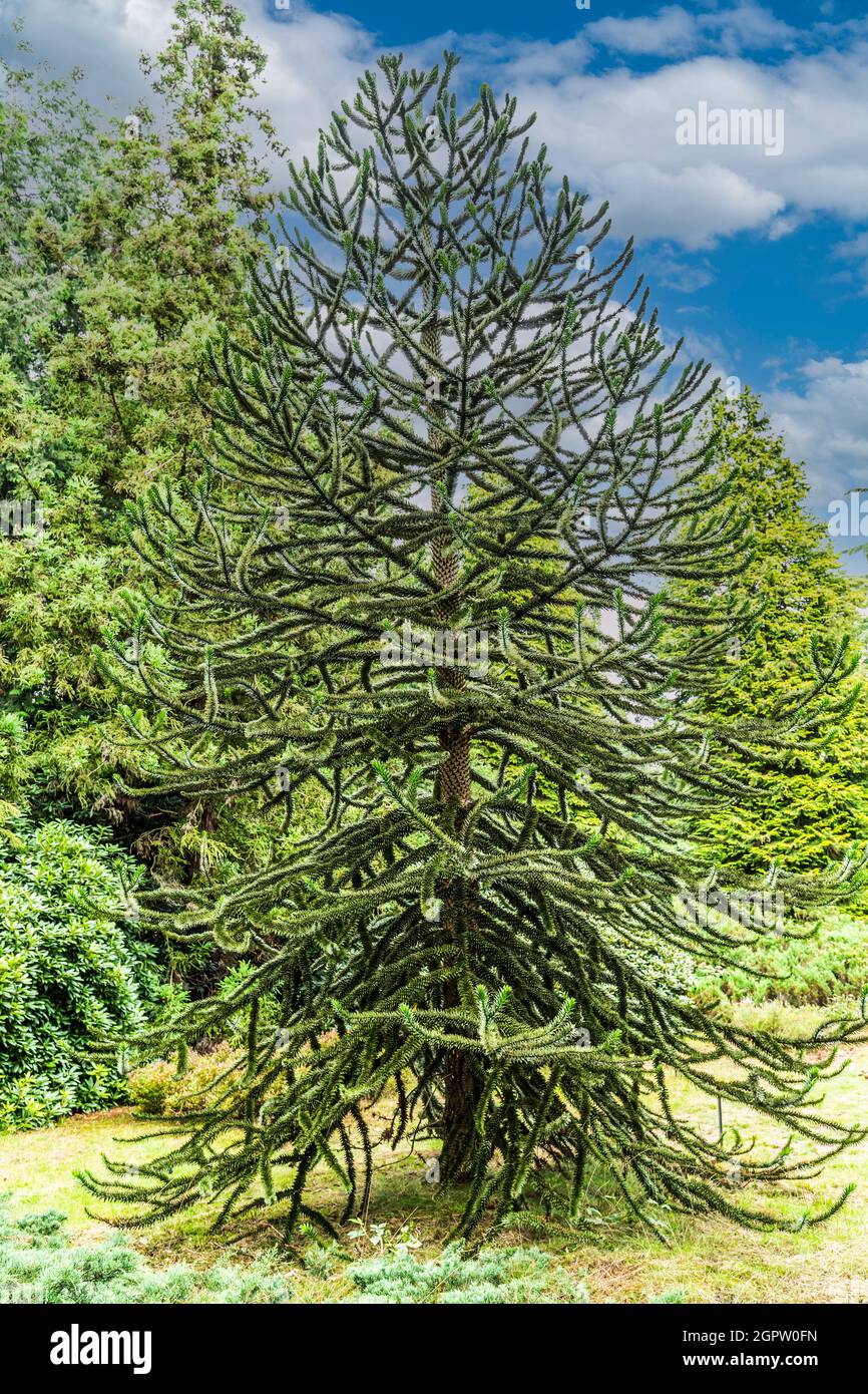 Solitaire Monkey puzzle tree, Araucaria araucana, native to Chile and Argentina raised in the Dutch Pinetum ter Borgh in Drenthe Stock Photo