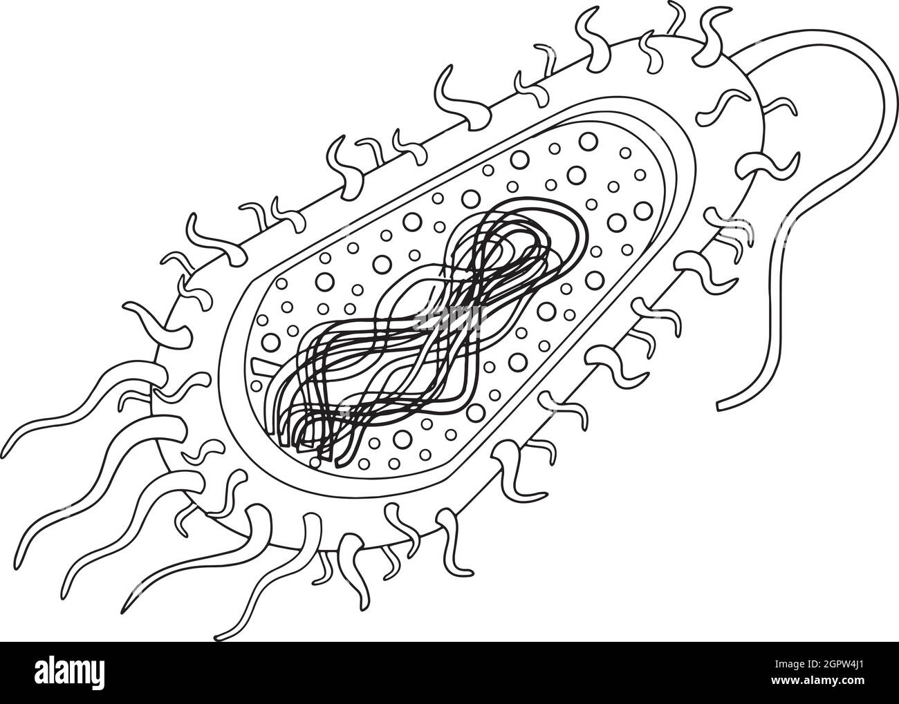 Bacteria diagram hires stock photography and images Alamy