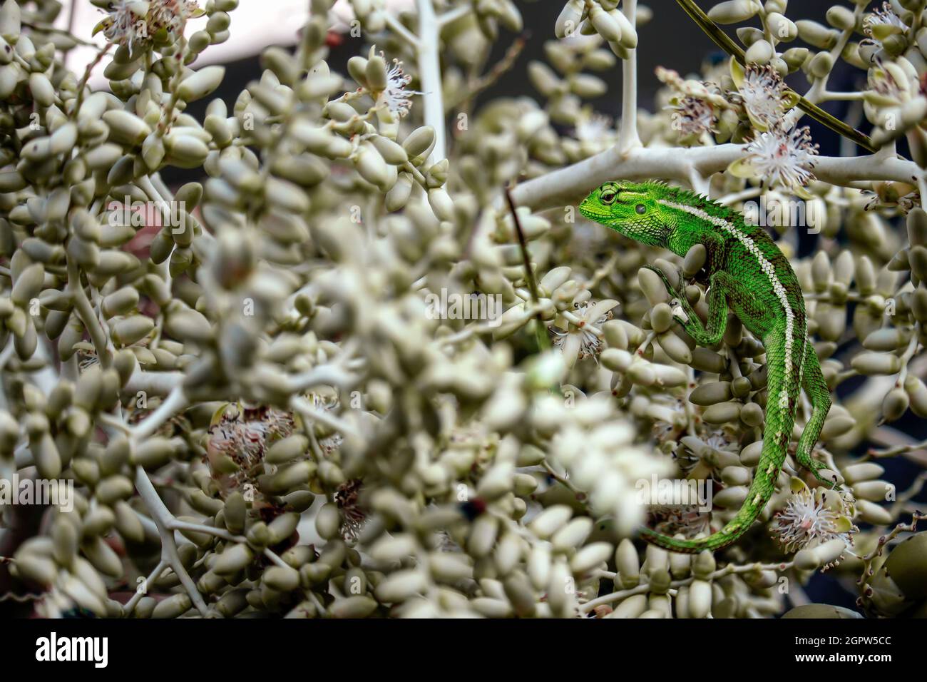 Lizard eating plant hires stock photography and images Alamy