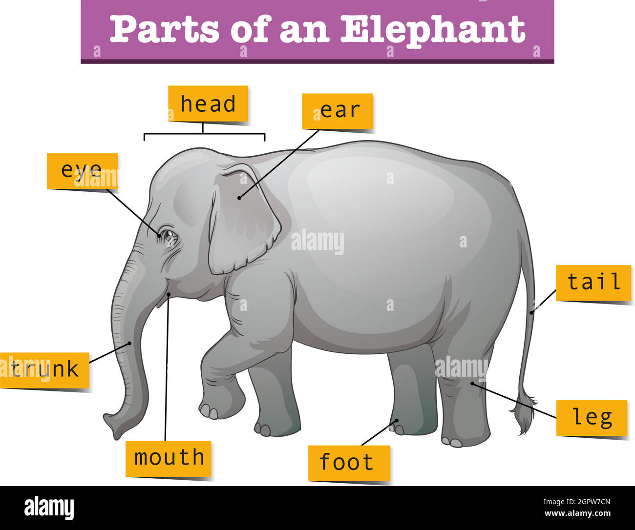 Diagram showing parts of elephant Stock Vector