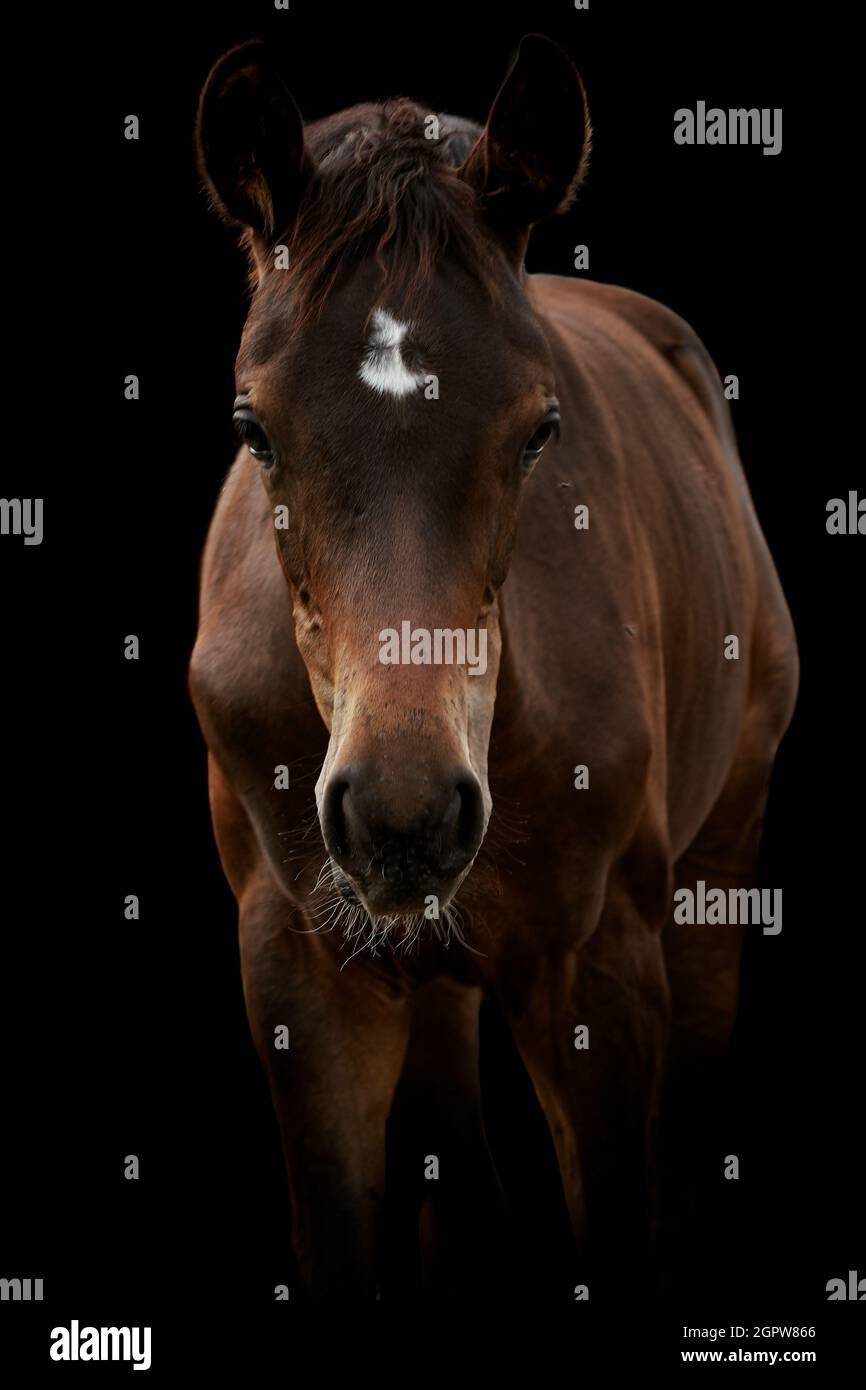 Brown horse foal isolated on black background Stock Photo - Alamy