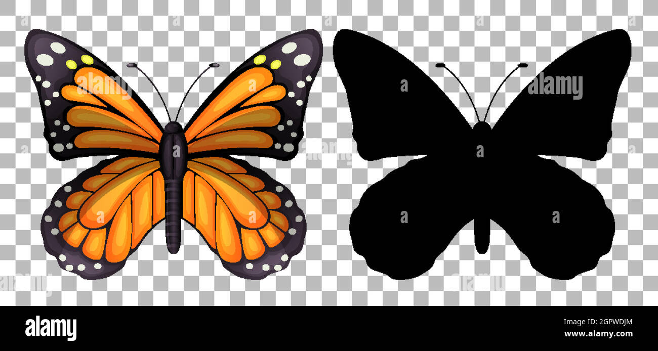 Butterfly and its silhouette on transparent background Stock Vector Image &  Art - Alamy