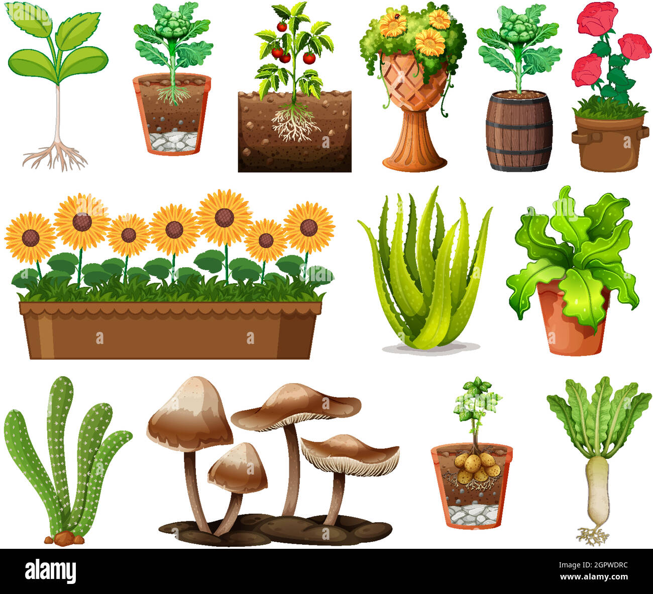Set of different plants in pots isolated on white background Stock ...