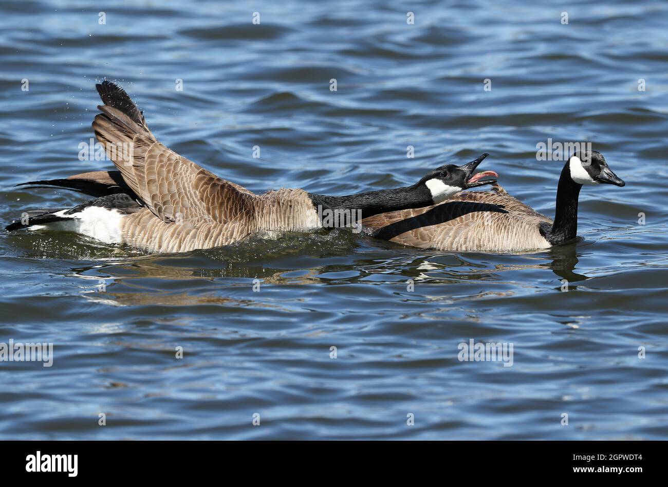 A Canada Goose in a long full stretch sticking its tongue out to a partner. Stock Photo
