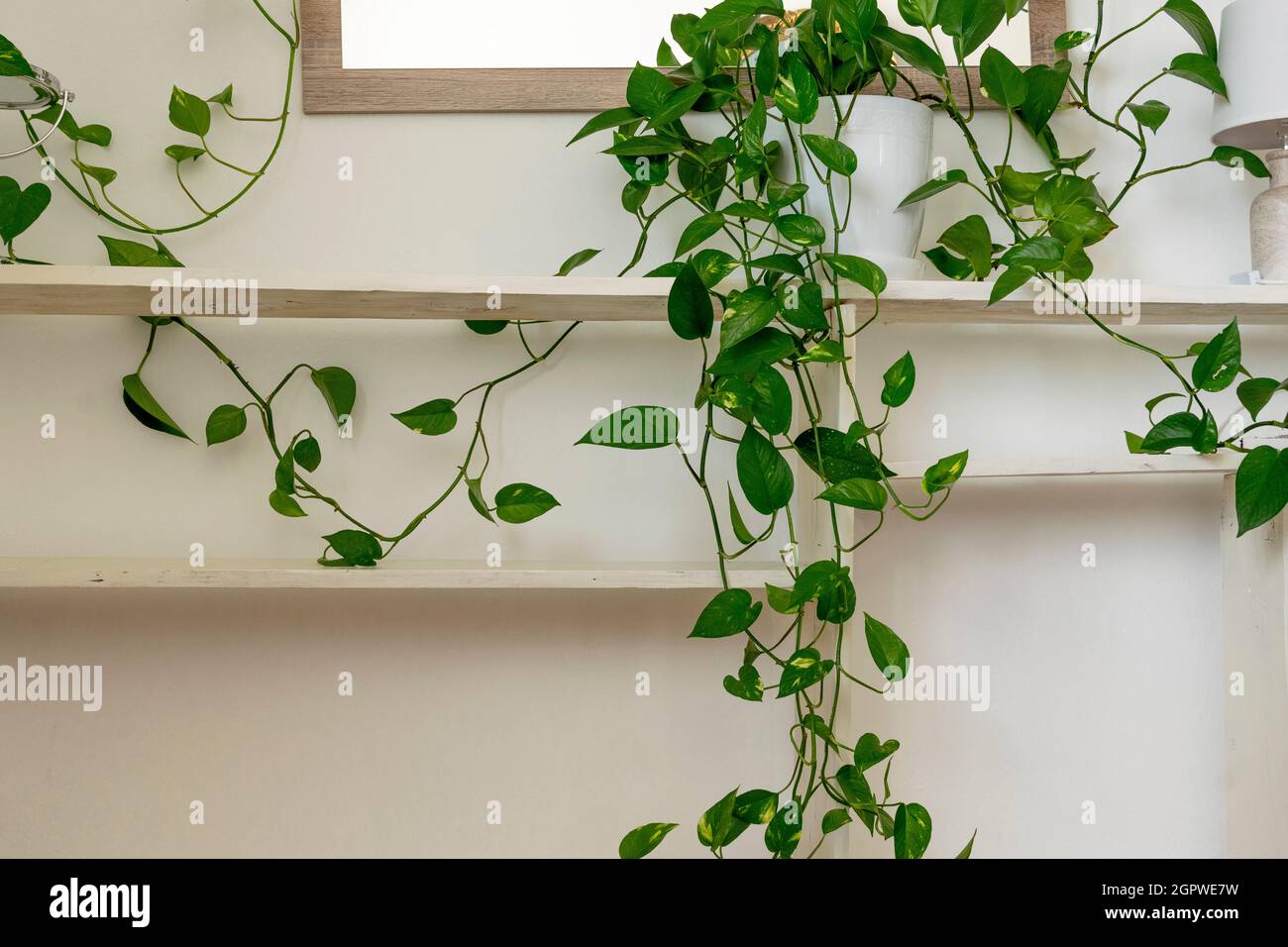 White wooden shelves with green potted plant and a mirror against white ...