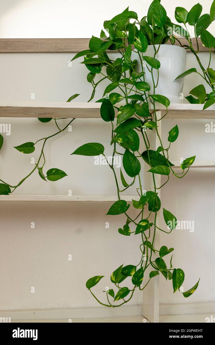 White wooden shelves with green potted plant and a mirror against white ...
