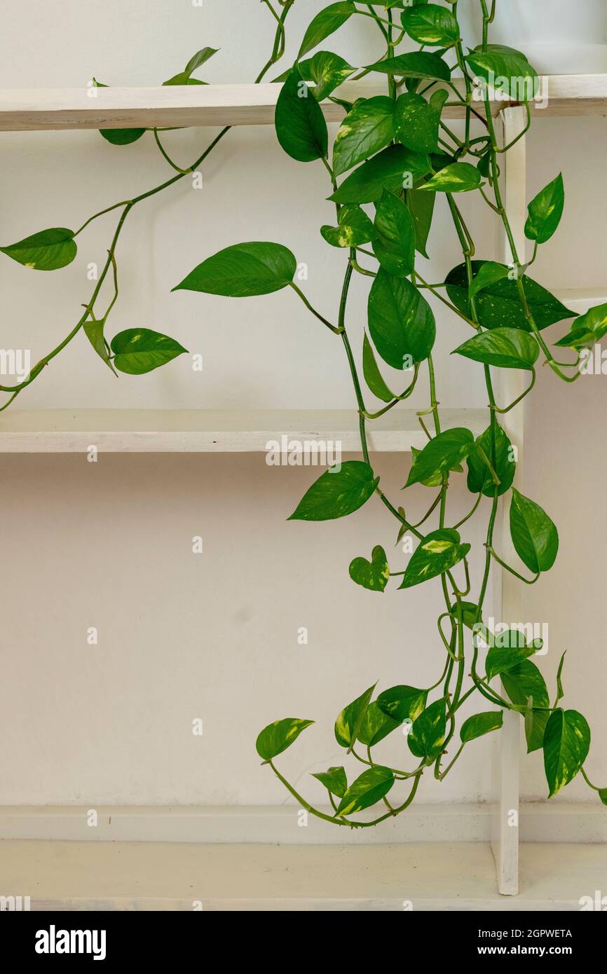 White wooden shelves with green potted plant against white wall ...